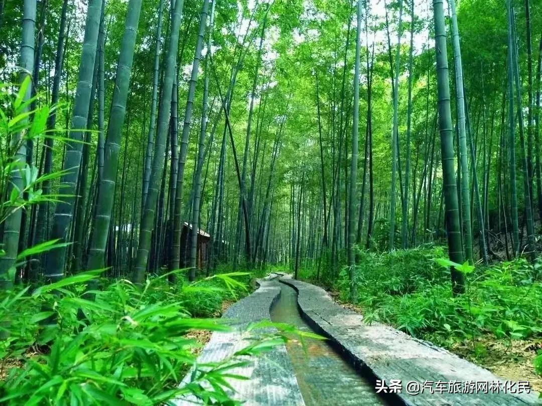 日照高端竹洞天景区大海纯享一日游，含餐每人仅99元 第 2 张