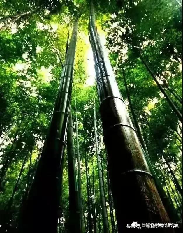 日照高端竹洞天景区大海纯享一日游，含餐每人仅99元 第 3 张